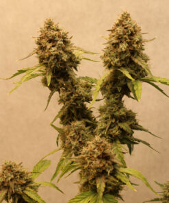 Big Melons ruderalis cannabis strain