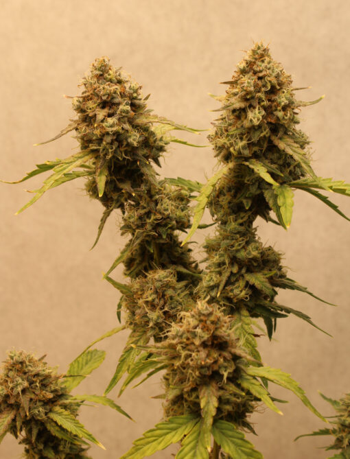 Big Melons ruderalis cannabis strain