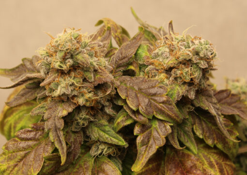 Heavens Stomper Auto | Annunaki Genetics - Image 6