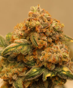 Regular autoflowering cannabis seeds Heavens Stomper
