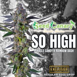 So High - Regular Seeds (PRE-SALE)