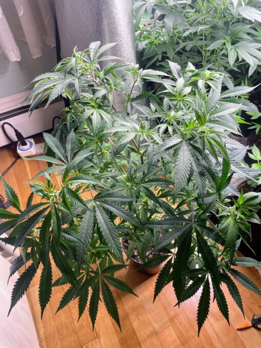 OG KnightSkunk - Image 4