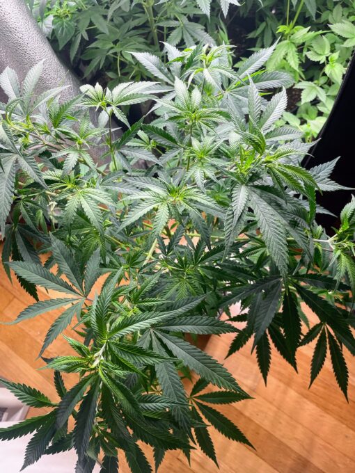 OG KnightSkunk - Image 2