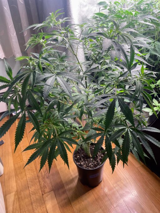 OG KnightSkunk - Image 3