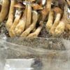 All in one mushroom grow bag