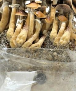 All in one mushroom grow bag
