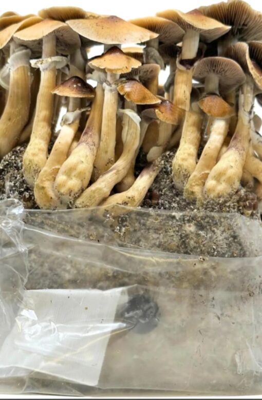 All in one mushroom grow bag