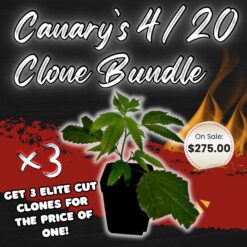 3x Rooted Clone Bundle (4/20 Special Deal)