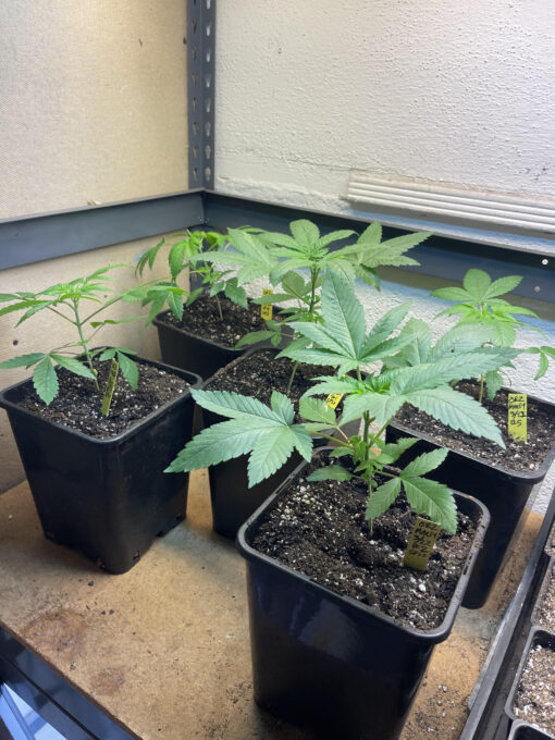 New strain - four-pack Oreoz x Marty OG (Mac x OG Kush) - F1 $2/ea seed