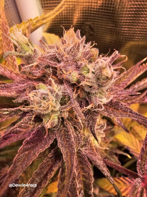 Fruity Fingers