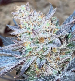 Cascadia Seeds - Guava Skunk (10x Feminized Seeds)