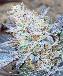 Cascadia Seeds - Guava Skunk (10x Feminized Seeds)
