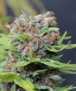 Dutch Soda | Annunaki Genetics