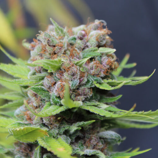 Dutch Soda | Annunaki Genetics