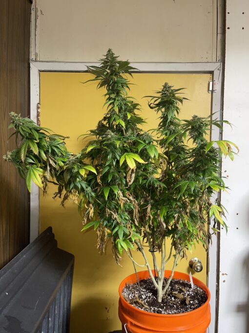 Tropicana Marty F2 - New Release 4 pack regular seeds $2/ea seeds - plus shipping handling - Image 9