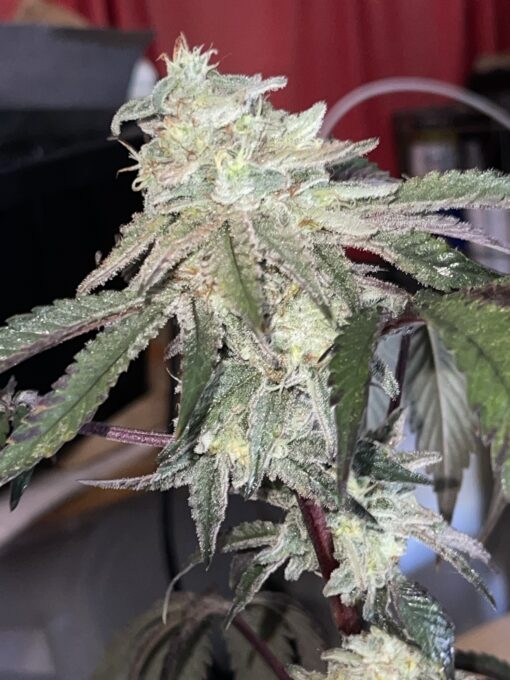 Soylent Mac - Mac Cowboy Cut crossed with Soylent Green (Slurricane x OG Kush) 2 pack regular seeds $10/ea seed - plus shipping handling (Copy) - Image 11