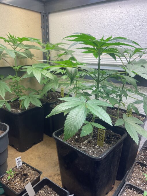 New strain - four-pack Oreoz x Marty OG (Mac x OG Kush) - F1 $2/ea seed - Image 17