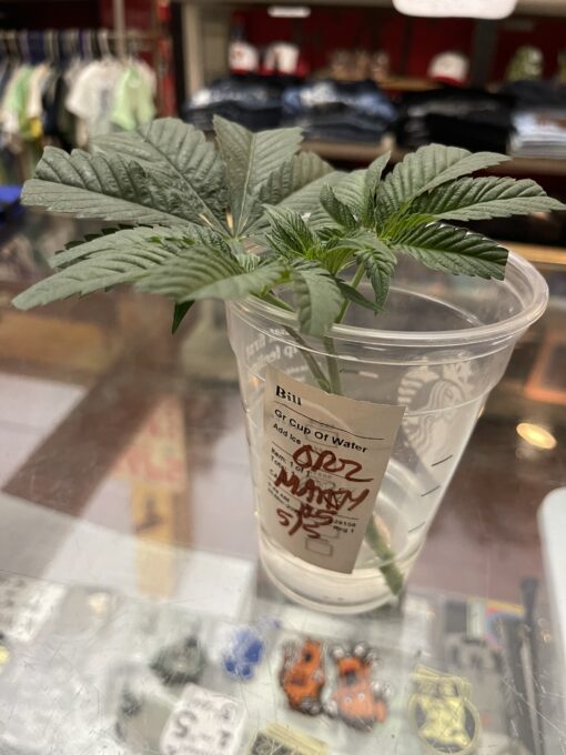 New strain - four-pack Oreoz x Marty OG (Mac x OG Kush) - F1 $2/ea seed - Image 16