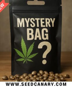 Cannabis Seed Mystery Bag | 3–5 Packs & More!
