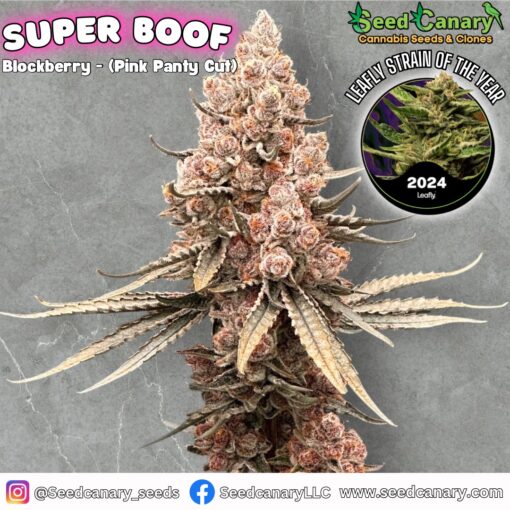 Super Boof - (Blockberry Cut) Rooted Clone - Image 3