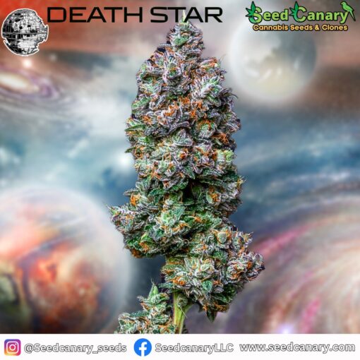 Death Star - (Ohio Cut) Rooted Clone - Image 2