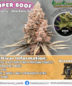Super Boof - (Blockberry Cut) Rooted Clone