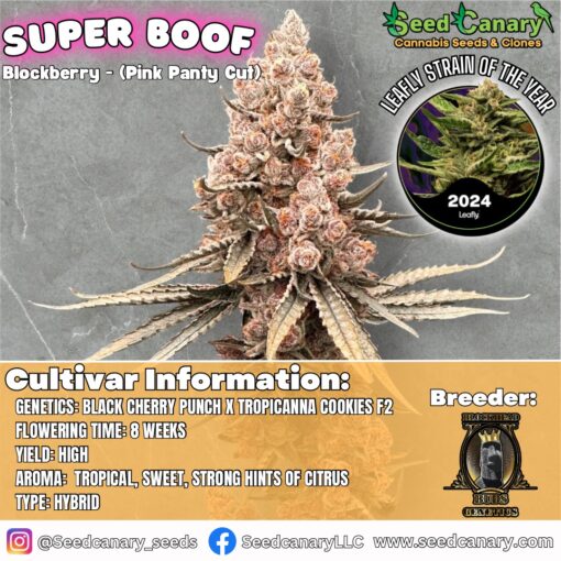 Super Boof - (Blockberry Cut) Rooted Clone