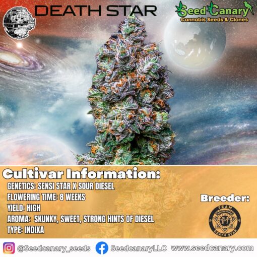 Death Star - (Ohio Cut) Rooted Clone