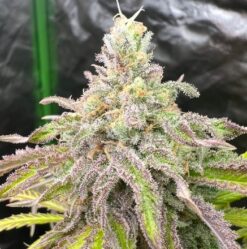 Cascadia Seeds - Skamania Skunk (10x Feminized Seeds)
