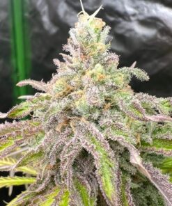 Cascadia Seeds - Skamania Skunk (10x Feminized Seeds)