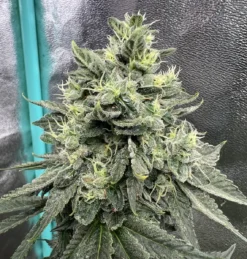 Cascadia Seeds - Sour Diesel BX3 F2 (10x Regular Seeds)