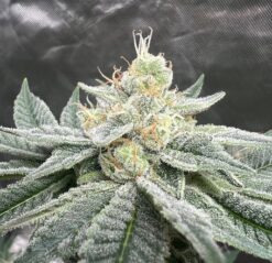 Cascadia Seeds - Test Pilot (10x Feminized Seeds)