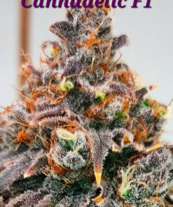 Cannadelic F1(Sherbadelic x Tongue Splasher)