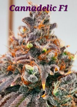 Cannadelic F1(Sherbadelic x Tongue Splasher)
