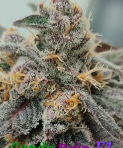 Candy Rain F1(Cherry Mushroom Fritter bx1 x Tongue Splasher)