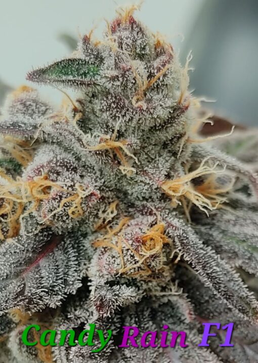 Candy Rain F1(Cherry Mushroom Fritter bx1 x Tongue Splasher)