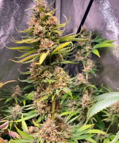 OG KnightSkunk