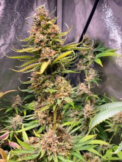OG KnightSkunk