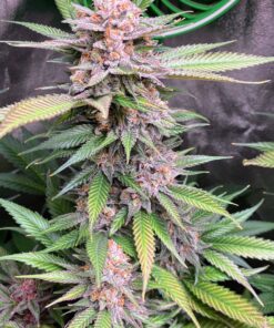 SkunkBerry Headband
