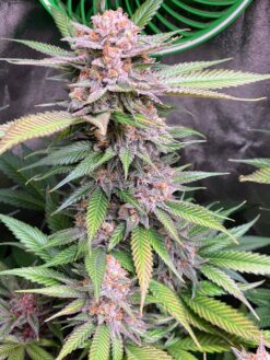 SkunkBerry Headband