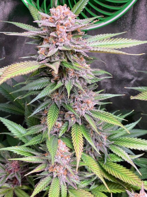 SkunkBerry Headband