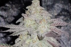 MAC (Miracle Alien Cookies) - 12 Regs