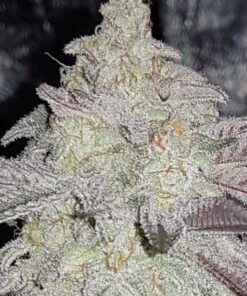 MAC (Miracle Alien Cookies) - 12 Regs