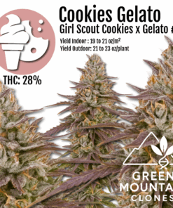 Healthy Cookies Gelato weed clone ready for growers, offering strong hybrid genetics and sweet flavor