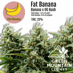 10x Fat Banana Clones 10 Rooted Clones