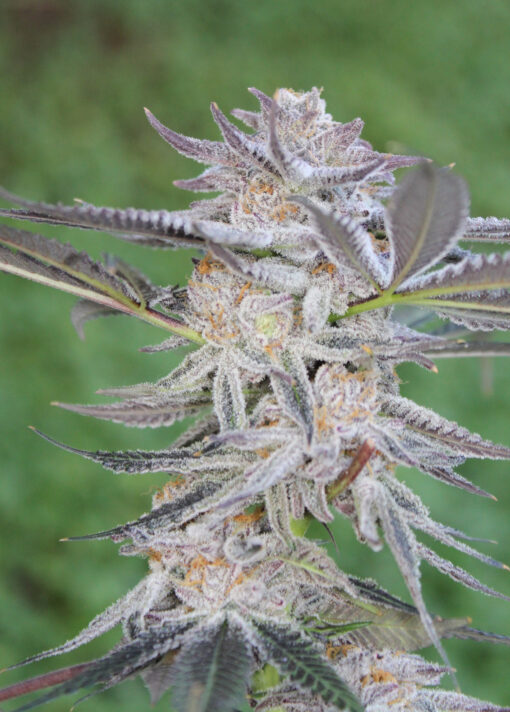 Obama Kush unrooted cuttings (3) - Image 3