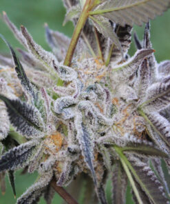Obama Kush cannabis strain