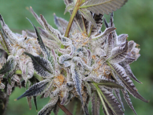 Obama Kush cannabis strain