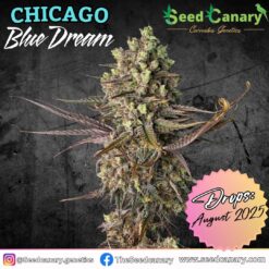 Chicago Blue Dream - Regular Seeds (PRE-SALE)