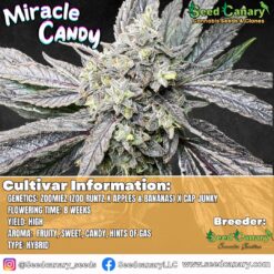 Miracle Candy (Canary's Cut) - Rooted Clone